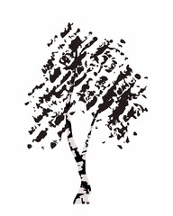 Vector illustration of black silhouette birch tree isolated on white background. Grunge textured brush decoration. Doodle hand drawn sketch design. Forest landscape element. Art for print. 
