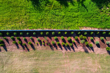 Shrubs and trees planted in a straight line next to a fence