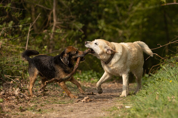 Hundefreunde spielen mit Stock