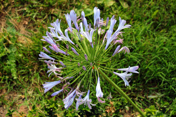 African lily, or Agapanthus praecox flowers in a garden