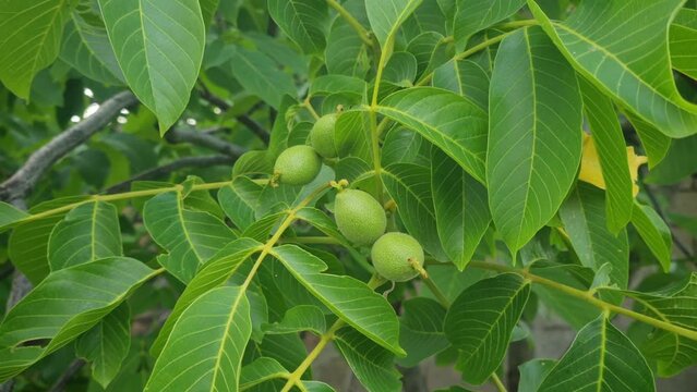 Walnuts on branch swaying in the wind with leaves