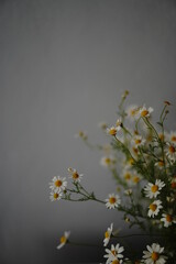 blossoming daisies  - 512637637