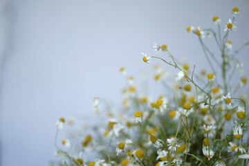 blossoming daisies  - 512637883