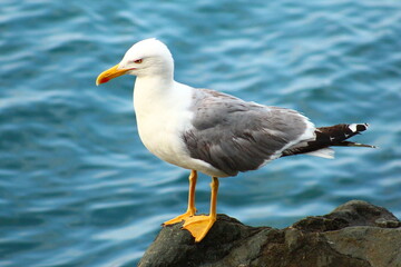 flowers and birds are natural lifes beatuy 