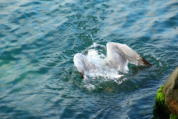 Seagull is hunting on the Sea