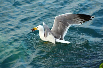 Seagull is hunting on the Sea