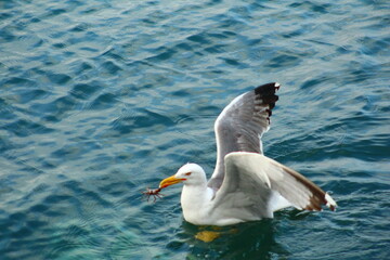 Fototapeta na wymiar Seagull is hunting on the Sea