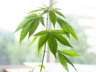 cannabis leaves.marijuana hemp weed