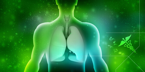 3d illustration Healthy Human Lungs 
