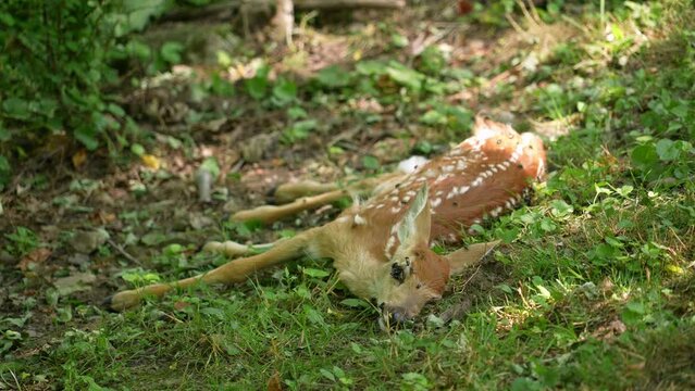 A long shot view of a dead baby deer lying in the forest. Flies seen covering the body.  	