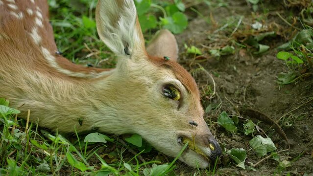 A close up view of the head of a dead baby deer lying the forest. Flies seen covering the body and eating the eyes.  	