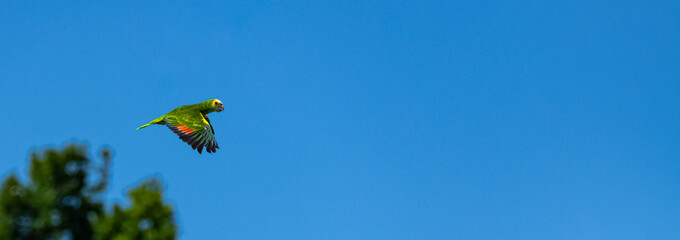 Yellow-crowned Amazon, a parrot flying in blue sky