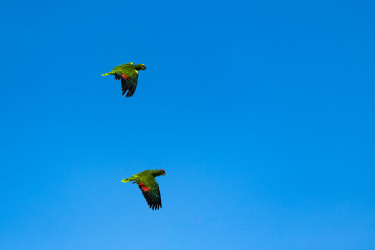 Yellow-crowned  and red-crowned Amazons, two parrots flying in blue sky
