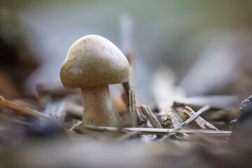 Extreme close up shot of tiny mush room growth .