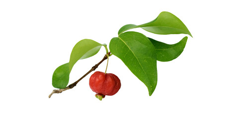 Surinam cherry or pitanga (Eugenia uniflora) is an edible tropical fruit that is native to South America. It can be found in a variety of colors, including green, yellow, red, and deep purple.