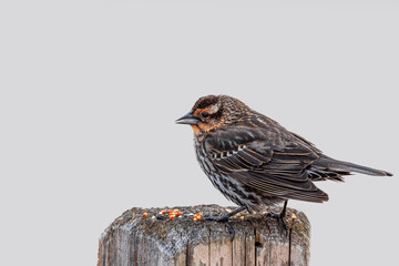 Young Pine Siskin bird on the wooden post feeding on seeds.