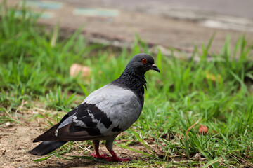 pigeon on grass