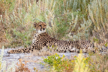 Cheetah (Acinonyx jubatus) portrait, lying down on savanna, Namibia Africa