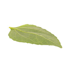 leaf isolated on white background