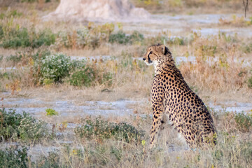 The fastest cat sits and watches. Cheetah sitting on the grass.