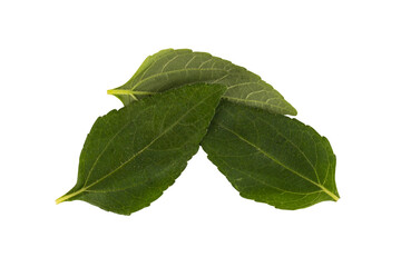 Obraz premium leaf isolated on white background