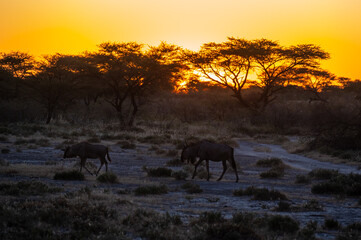 Fototapeta na wymiar Sunrise in Africa, Namibia with a herd of Wildebeest in the foreground