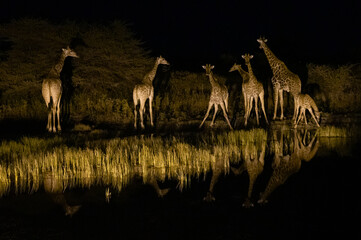 giraffes on a waterhole at night, namibia, (giraffa camelopardalis) © Andreas