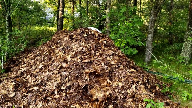 Man behind big pile using pitchfork to gather more leaves to be left to rot over time to make compost.