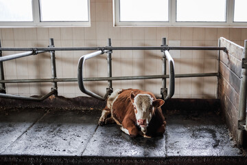 Dairy farm, Simmental calf lies on the farm - obrazy, fototapety, plakaty