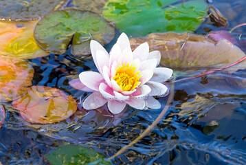 closeup beautiful pink lilie © AVD