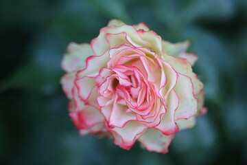 beautiful cream white rose with pink edges at the petals