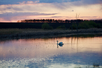 sunset on the lake and a swimming swan