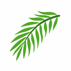 Fototapeta na wymiar Tropical palm leaf. Exotic plant. Vector illustration isolated on white background.