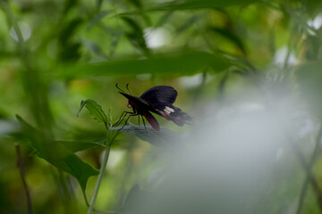 A butterfly on lea. Greenery is in the blurred background. Wildlife Scene of Nature in India
