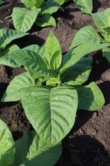 tobacco havana