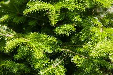 Green needles on a fir tree in the sunlight. Background concept.