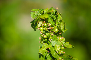 Green currant fruits ripen in the sun.