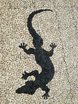 salamandre