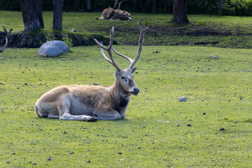 Deer on the park