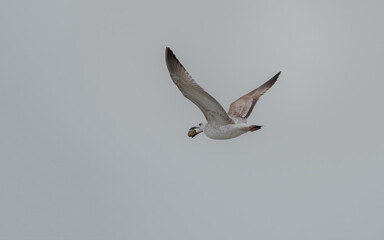 bird, möve, gull, fliegender, himmel, fliegen, meer, fliege