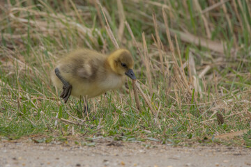 bird, ente, baby, entchen, tier, gans, gosling, jung, gelb