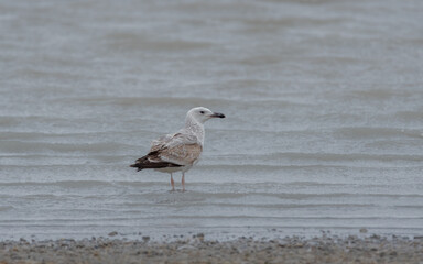 bird, wasser, natur, meer, möve, beach, tier, wild lebende tiere