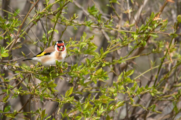 bird, natur, wild lebende tiere, gelb, tier, stieglitz, baum