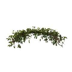 3D illustration of a realistic Ivy plant