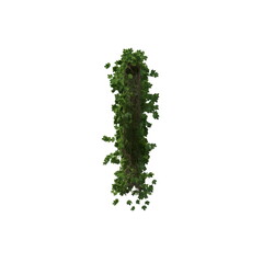 3D illustration of a realistic Ivy plant
