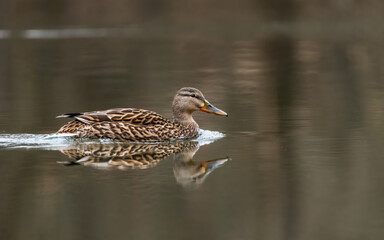 Fototapeta premium ente, bird, wasser, stockente, natur, tier, see, wild lebende tiere