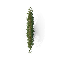 3D illustration of a realistic Ivy plant
