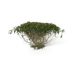 3D illustration of a realistic Ivy plant
