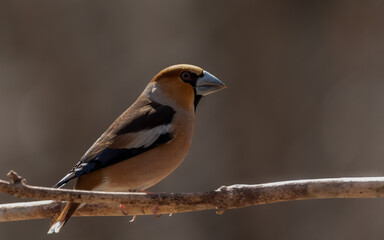 bird, robin, natur, wild lebende tiere, tier, rot, wild, ast