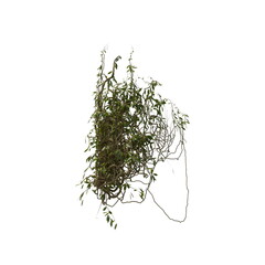 3D illustration of a realistic Ivy plant
